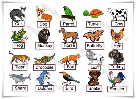 Hayvanların ingilizcesi ve türkçesi