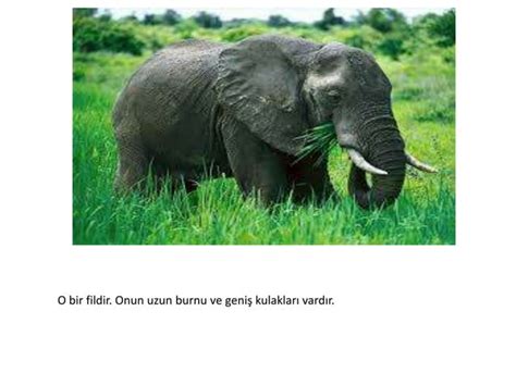 Hayvanlar PPT SlideShare. 