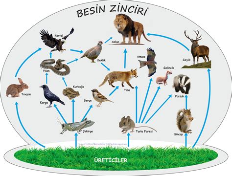 Hayvanlar alemi biyoloji sitesi