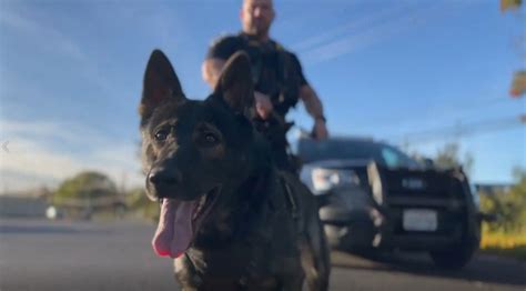 Hayward K9 officer helps locate missing special needs child