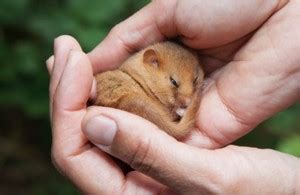 Hazel dormice: protection and licences - GOV.UK