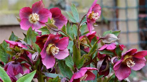 Hazel hellebore. Things To Know About Hazel hellebore. 