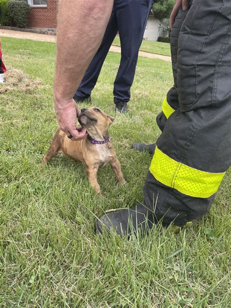 Hazelwood Fire Department rescues a puppy from drainpipe