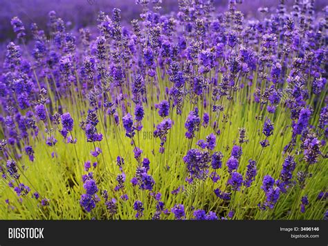 Hazy lavender. Things To Know About Hazy lavender. 