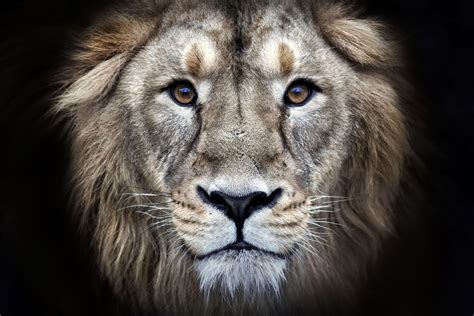 Hd Wallpapers Lions