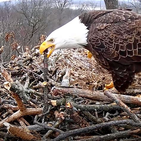 WATCH THE HANOVER BALD EAGLE LIVE CAMS. For over 20 years, HDOnTap has provided live streaming solutions to resorts, amusement parks, wildlife refuges and more. In addition to maintaining a network of over 400 live webcams, HDOnTap specializes in design and installation of remote, off-grid and otherwise challenging live streaming solutions.. 