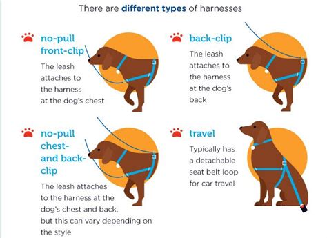 Head Collar vs Harness: Which One Will Suit Your Dog?