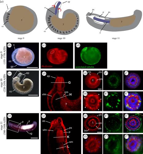 Head transcriptome profiling of glossiphoniid leech (Helobdella ...