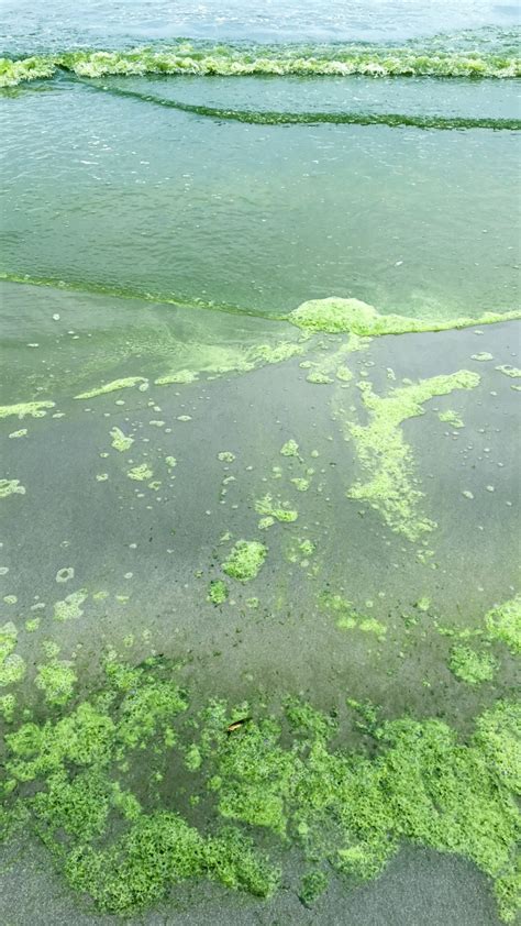 Heading to a beach this summer? Here’s how to keep harmful algae blooms from spoiling your trip
