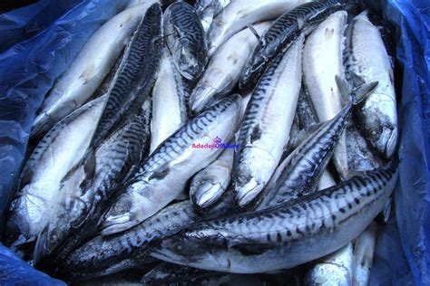 Health Benefits Of Titus Fish - Health - Nigeria