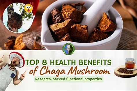 Health Benefits of Chaga Mushrooms - …