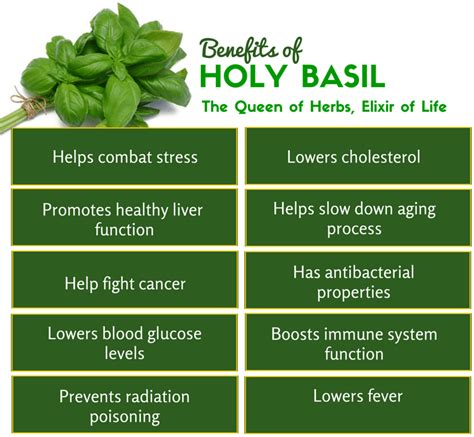 Health Benefits of Holy Basil philiHealth