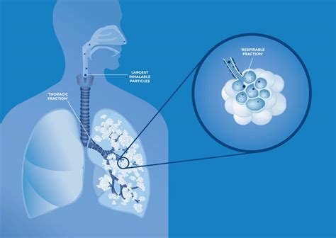 Health Effects Of Inhaled Crystalline And Amorphous Silica