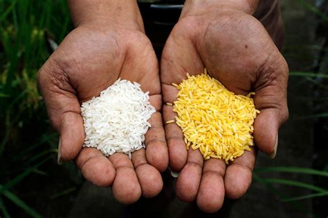 Health and Ethics - Golden Rice