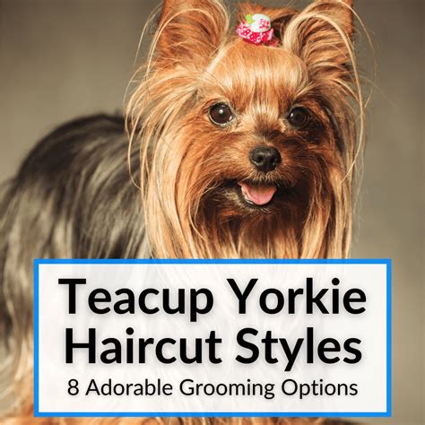 Health Benefits of Grooming Teacup Yorkie