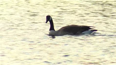 Health officials launch investigation after geese, swans found dead along shore in Swansea