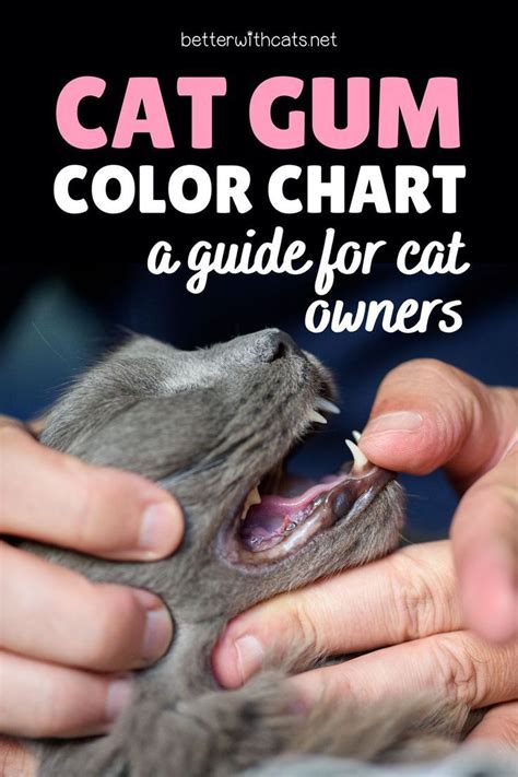 Healthy Cat Gums Color