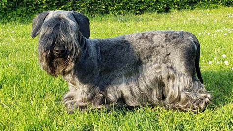 Healthy Cesky Terrier Dog