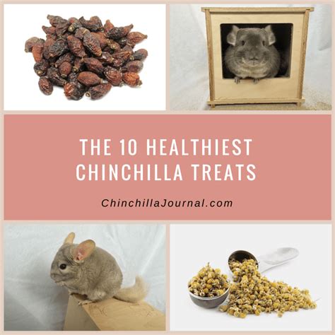 Healthy Chinchilla Treats & Training with Treats