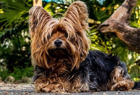 Healthy Yorkie Coat