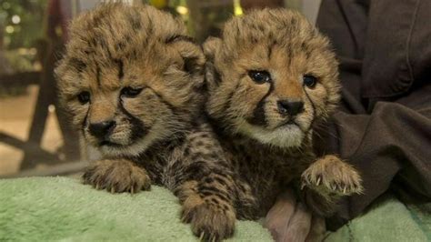 Healthy and gorgeous Cheetah cubs, Tiger cubs, Lion cubs, for sale…