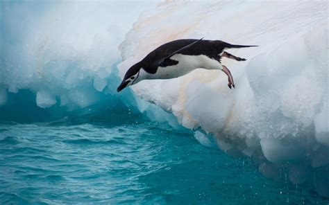 Healthy penguin. Feb 12, 2023 ... See: https://www.krqe.com/news/albuquerque-metro/abq-biopark-says-baby-penguin-still-healthy/ 