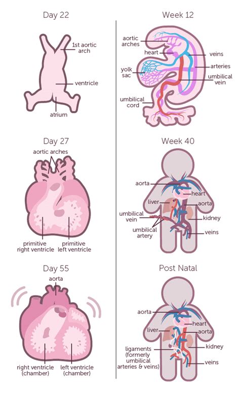 Hearing the Foetal Heartbeat During Pregnancy - FirstCry Parenting