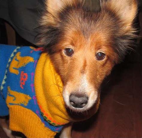 The sheltie fosters are then eligible to be