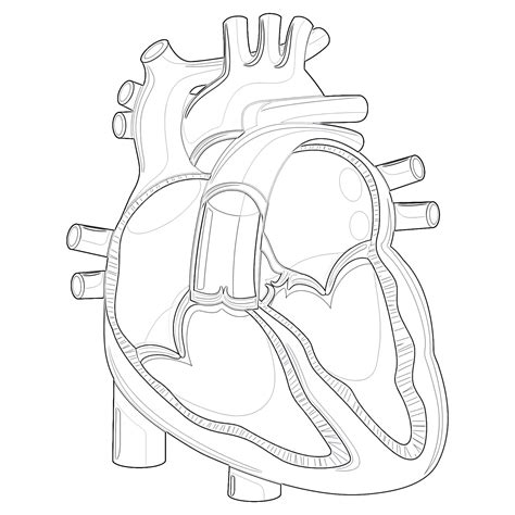 Heart Anatomy Coloring Workshee