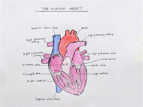 Heart Anatomy Drawing