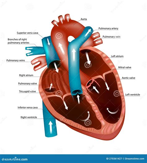 Heart Blood Flow Simple Anatomy Diagram, Cardiac Circulation Pathway