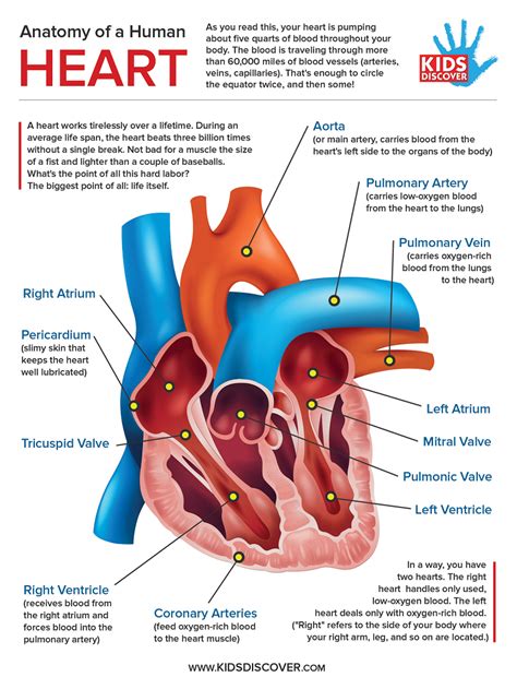 Heart Diagram Images Human Heart Diagram And Function