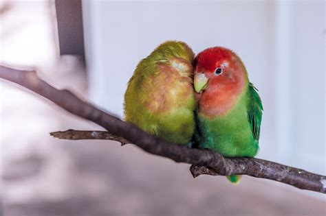 Heart Disease in Birds Blog Long Island Bird and Exotics Pet Vet