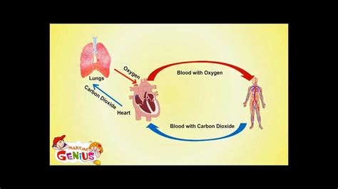 Heart Facts for Kids - Circulatory System Facts for Kids - YouTube