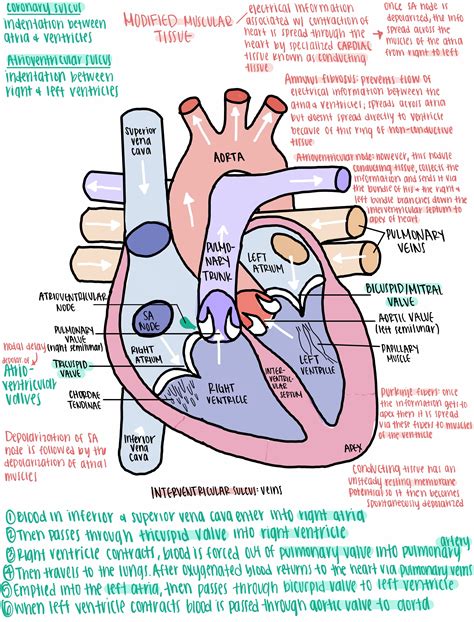 Heart Function And Metabolism