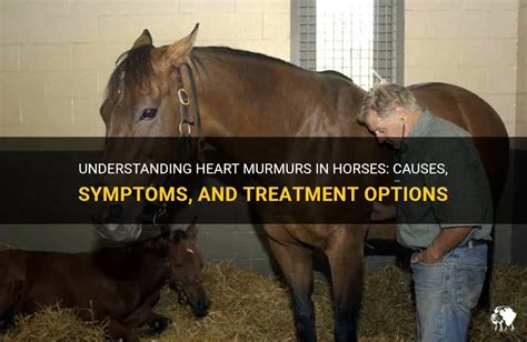 Heart Murmurs in Horses – The Horse