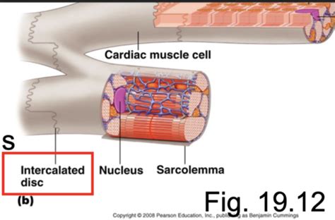 Heart Muscle Flashcards Quizlet