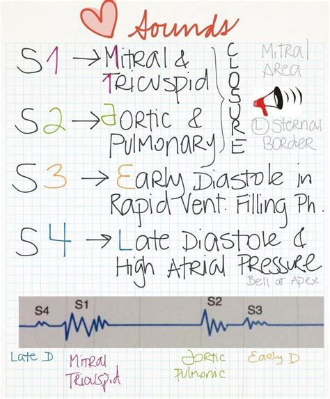Heart Sounds Diagram Quizlet