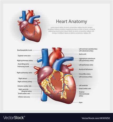 Heart anatomy Vectors & Illustrations for Free Download Freepik