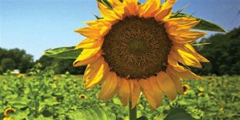 Heart of Louisiana: Sunflowers