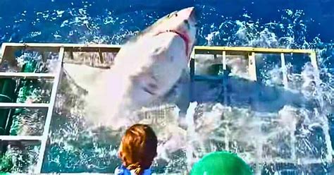 Heart-Stopping Moment Shark Breaks Through Cage …