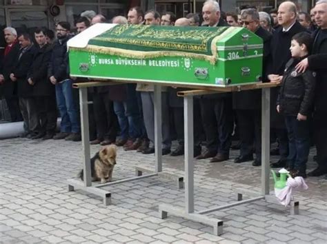 Heartbroken Dog Visits His Best Friend