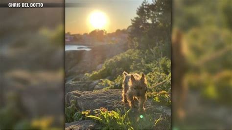 Heartbroken owner calling for change after beloved dog killed by coyote on Nahant