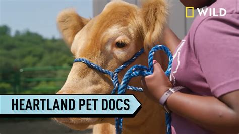 Heartland animal. 1h. IMDb RATING. 8.8 /10. 185. YOUR RATING. Rate. Reality-TV. In picturesque rural Nebraska, the husband and wife veterinary team of Drs. Ben and Erin Schroeder cares for the region's many animals … 