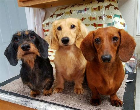 Heartland dachshunds. Things To Know About Heartland dachshunds. 