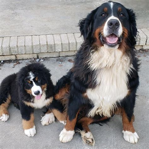 Heartland Ranch Kennels. 977 likes · 4 talking about this. We rsise gorgeous AKC Bernese Mountain Dogs and AKC Yorkshire Terriers.. 