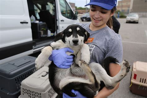 Hearts and bones rescue. Things To Know About Hearts and bones rescue. 