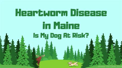 Heartworm Disease in Maine - Is My Dog At Risk? — Brewer Veterinary Clinic