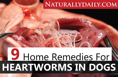 Heartworm Treatment and Home Remedies for Pets