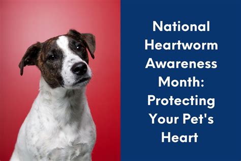 Heartworm disease: Protecting your pet’s heart